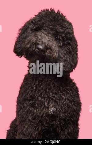 Portrait of a black labradoodle chien regardant la caméra sur un fond rose dans une image verticale Banque D'Images