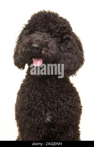 Portrait d'un chien à la voiture noire labradoodle isolé sur un fond blanc dans une image verticale Banque D'Images