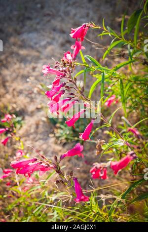 Une Hidcotee Penstemon grandit bien rose malgré une période de sécheresse en juillet dans un jardin anglais Banque D'Images