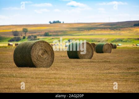 Trois balles de foin rondes enveloppé de plastique vert, net dans un matériel roulant, doux paysage rural. La lumière du jour tourné vers la fin de l'été, l'atmosphère. Banque D'Images