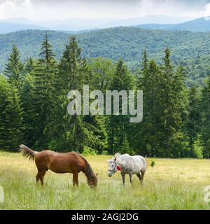Beaux chevaux broutent sur les pentes des montagnes des Carpates. Banque D'Images