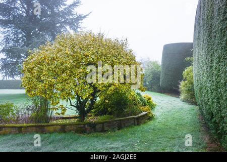 Sur une sombre journée Janvier Elaeagnus x ebbingei evergreen ce Gilt Edge continue d'égayer un jardin anglais en hiver Banque D'Images