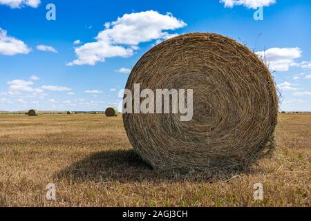 Grosse balle ronde de foin sec d'or dans la campagne, ciel bleu en arrière-plan et l'espace de copie sur la gauche ambiance rurale, l'humeur de l'été. Banque D'Images