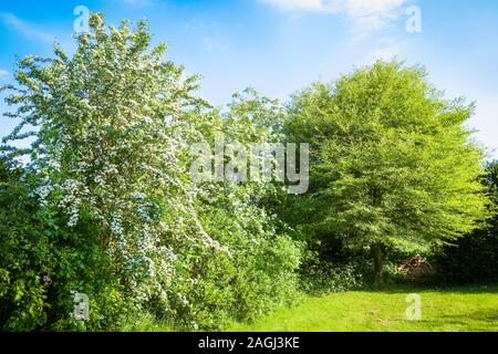 Les jeunes la croissance de printemps sur trois arbres feuillus formant partie d'une limite de couverture d'un jardin anglais en mai Banque D'Images