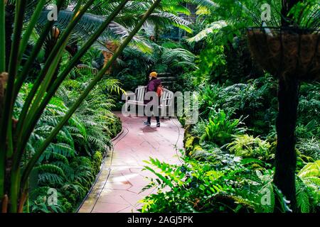 Usa, CHICAGO - septembre 2019, Lincoln Park Conservatory Interior Banque D'Images