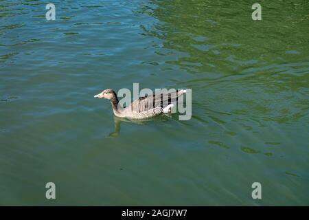 Canard seul sur l'eau verte Banque D'Images