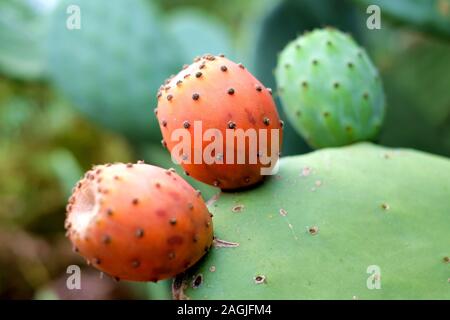 Les fruits d'Opuntia dans un jardin urbain. Banque D'Images