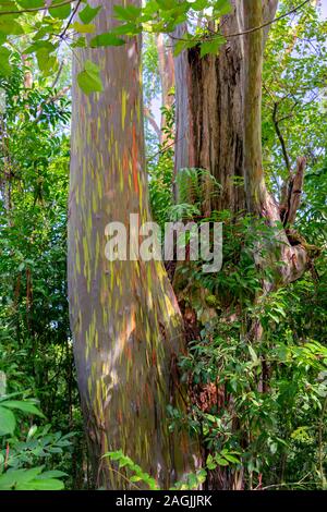 USA, Hawaii, Maui, Eucalyptus Arc-en-ciel avec la texture de l'écorce de déroulage beau vert, orange et gris dans la jungle Banque D'Images