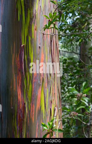 USA, Hawaii, Maui, Eucalyptus Arc-en-ciel avec la texture de l'écorce de déroulage beau vert, orange et gris Banque D'Images