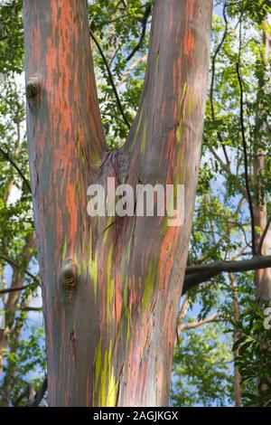 USA, Hawaii, Maui, Eucalyptus Arc-en-ciel avec la texture de l'écorce de déroulage beau vert, orange et gris Banque D'Images