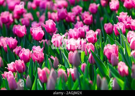 Domaine de tulipes violettes avec focus sélectif. Printemps, floral background. En fleurs naturelles. Banque D'Images