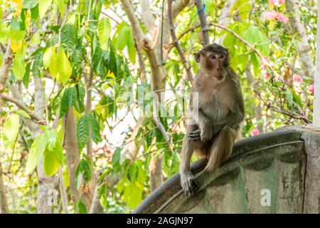 Seul singe brun assis sur le mur de ciment à la recherche d'un autre endroit dans un parc public Banque D'Images