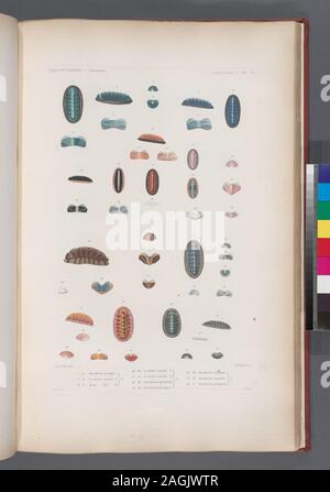 Mollusques : 1.- 6. Ostabrion pirogue. N. ; 7.- 9. Le même variété A. N. ; 10.- 12. Idem var B. N. ; 13.- 16. Le même variété C. N. ; 17. 18. Le même variété D. N. ; 19.- 24. Oscabrion. guillochée N. ; 25.- 30. Oscabrion Georgien. N. ; 31.- 36. Oscabrion sillonné. N. ; 37.- 42. Oscabrion cannelé. N., 43.- 47. Oscabrion parqueté. N.. ; Mollusques : 1.- 6. Ostabrion pirogue. N. ; 7.- 9. Le même variété A. N. ; 10.- 12. Idem var B. N. ; 13.- 16. Le même variété C. N. ; 17. 18. Le même variété D. N. ; 19.- 24. Oscabrion. guillochée N. ; 25.- 30. Oscabrion Georgien. N. ; 31.- 36. Oscabrion sillonné. N. ; 37.- 42. Le cso Banque D'Images