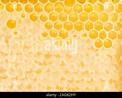 Gros plan en nid d'abeilles, une goutte de miel sucré filandreuse, macro fond Banque D'Images