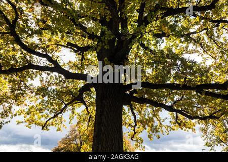 Quercus robur - chêne allemand Banque D'Images