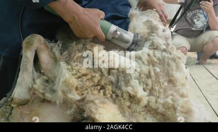 Les hommes 12818 tonte des moutons au salon de l'agriculture dans la concurrence. Professionnel électrique manuel de moutons moutons tondeuse à cheveux fine de cisaillement. Banque D'Images