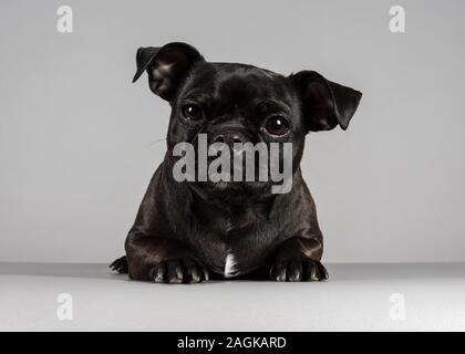 Chien hybride PUG Patterdale, femelle de 2 ans photographiée au Royaume-Uni. Banque D'Images