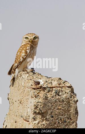 Chouette chevêche (Athene noctua, sous-espèce plumipes) dans la région de Gobi, la Mongolie, l'aimag de Dornogobi Banque D'Images