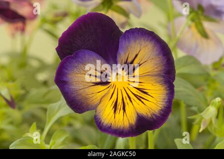 Pansy « lueur nocturne » Banque D'Images