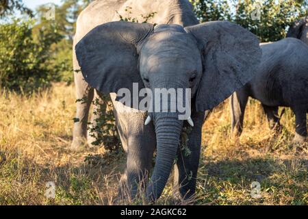 Mignon bébé d'éléphants africains se nourrissent d'herbe dans l'habitat naturel dans la région de Moremi wildlife safari Afrique, Botswana Banque D'Images