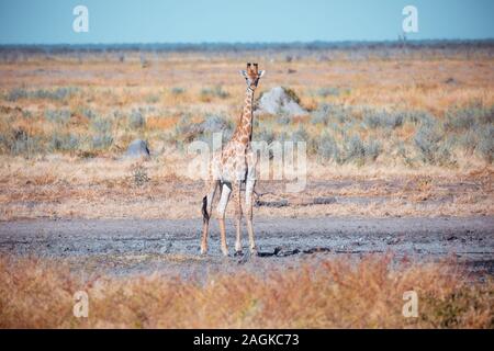 Girafe d'Afrique du Sud jeune veau petit bébé perdu dans la savane, Savuti Parc National, la faune safari au Botswana Banque D'Images