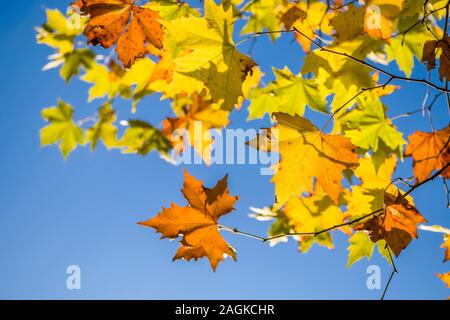 Feuilles d'érable jaune et orange à des branches d'arbre en automne, ciel bleu derrière Banque D'Images