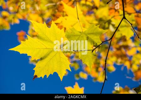 Feuilles d'érable jaune et orange à des branches d'arbre en automne, ciel bleu derrière Banque D'Images