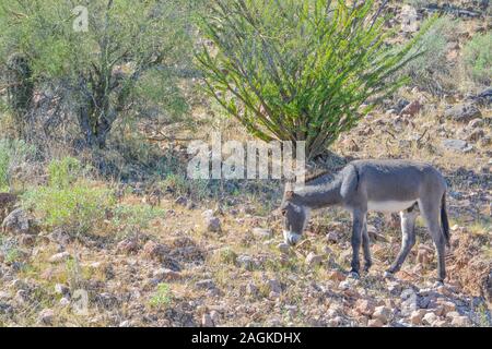Les ânes sauvages, à l'agréable Parc Régional Lake dans le désert de Sonora. Cactus Saguaro (Carnegiea gigantea) dans l'arrière-plan. Le Comté de Maricopa, Arizona Banque D'Images