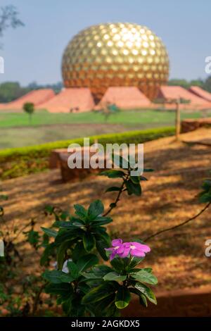 Close-up de la pervenche fleurs avec en arrière-plan du Matrimandir, Auroville, Tamil Nadu, Inde Banque D'Images