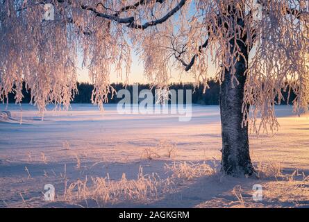 Superbe paysage d'hiver avec la lumière du matin et frosty tree en Finlande Banque D'Images