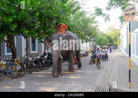 Lakshmi éléphant sur son chemin à la Manakula Vinayagar Temple de Pondichéry, Tamil Nadu, Inde Banque D'Images