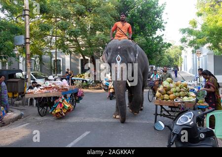 Lakshmi éléphant sur son chemin à la Manakula Vinayagar Temple de Pondichéry, Tamil Nadu, Inde Banque D'Images