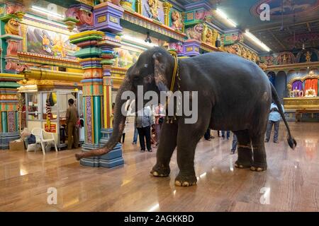 L'éléphant du Temple Lakshmi marche autour de l'intérieur Manakula-Vinayagar-Tempel de Pondichéry, Pondicherry, Tamil Nadu, Inde Banque D'Images