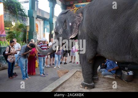 Lakshmi éléphant dévots bénédiction en dehors de Manakula Vinayagar Temple de Pondichéry, Tamil Nadu, Inde Banque D'Images