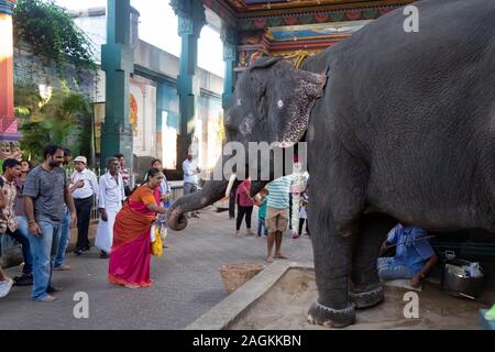 Lakshmi éléphant dévots bénédiction en dehors de Manakula Vinayagar Temple de Pondichéry, Tamil Nadu, Inde Banque D'Images