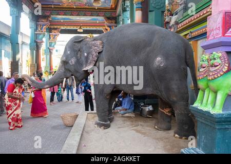 Lakshmi éléphant dévots bénédiction en dehors de Manakula Vinayagar Temple de Pondichéry, Tamil Nadu, Inde Banque D'Images