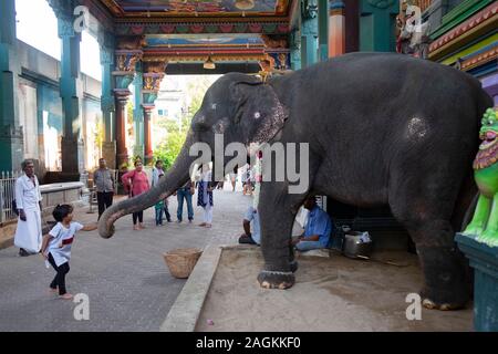 Lakshmi éléphant dévots bénédiction en dehors de Manakula Vinayagar Temple de Pondichéry, Tamil Nadu, Inde Banque D'Images