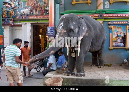 Lakshmi éléphant dévots bénédiction en dehors de Manakula Vinayagar Temple de Pondichéry, Tamil Nadu, Inde Banque D'Images