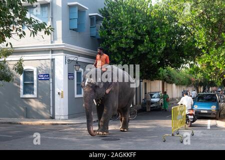 Lakshmi éléphant sur son chemin à la Manakula Vinayagar Temple de Pondichéry, Tamil Nadu, Inde Banque D'Images