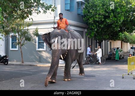 Lakshmi éléphant sur son chemin à la Manakula Vinayagar Temple de Pondichéry, Tamil Nadu, Inde Banque D'Images