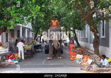 L'éléphant du Temple Lakshmi sur son chemin à l'Manakula-Vinayagar-Tempel de Pondichéry, Pondicherry, Tamil Nadu, Inde Banque D'Images