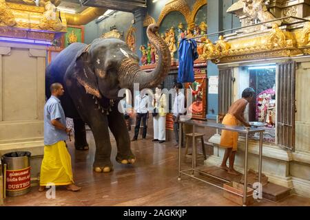 L'éléphant du Temple Lakshmi et mahout entrant dans Manakula-Vinayagar-Tempel de Pondichéry, Pondicherry, Tamil Nadu, Inde Banque D'Images