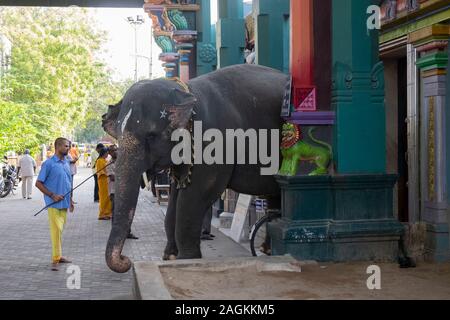 L'éléphant Mahout en tenant Lakshmi au poste pour la bénédiction des fidèles à l'extérieur Manakula Vinayagar Temple de Pondichéry, Tamil Nadu, Inde Banque D'Images