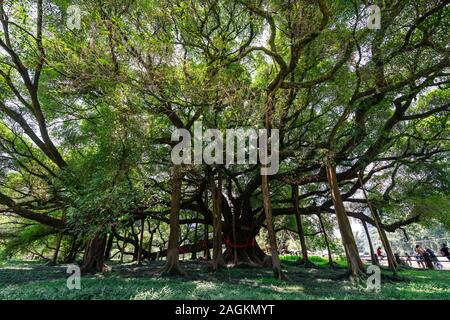 Yangshuo, Chine - Août 2019 : Immense Banyan Tree de plus en Shi Li Hua Lang Scenic Area, Yangshuo Banque D'Images