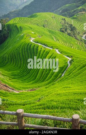 Pingan, Chine - Août 2019 : Groupe de touristes sur un sentier de randonnée passe à n couches en cascade Longji terrasses de riz comme vu à partir de neuf dragons un Banque D'Images