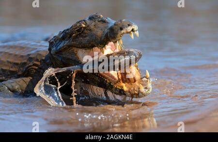 Close up d'un caiman yacare (Caiman yacare) piranha manger, Sud Pantanal, Brésil. Banque D'Images