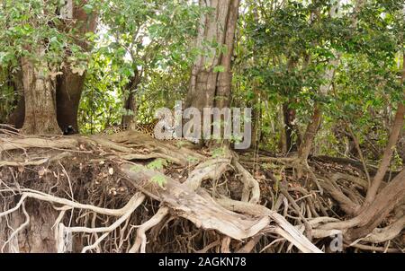 Jaguar allongé sur un arbre tombé sur une rive du fleuve, Pantanal, Brésil. Banque D'Images