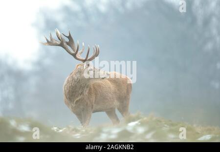 Close-up of a red deer stag en hiver, UK. Banque D'Images