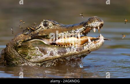 Close up d'un caiman yacare (Caiman yacare) piranha manger, Sud Pantanal, Brésil. Banque D'Images