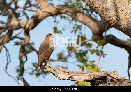 Savanna hawk perché dans un arbre, Pantanal, Brésil. Banque D'Images